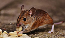 24 Hour & Emergency Exterminators in Hartford, CT
